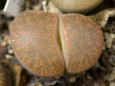 Lithops lesliei ssp. lesliei v. lesliei 'Albiflora'.jpg